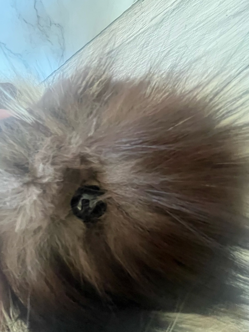 Real Fur Hand Made Teddy Bear Articulating Head & Paws - Picture 8 of 11